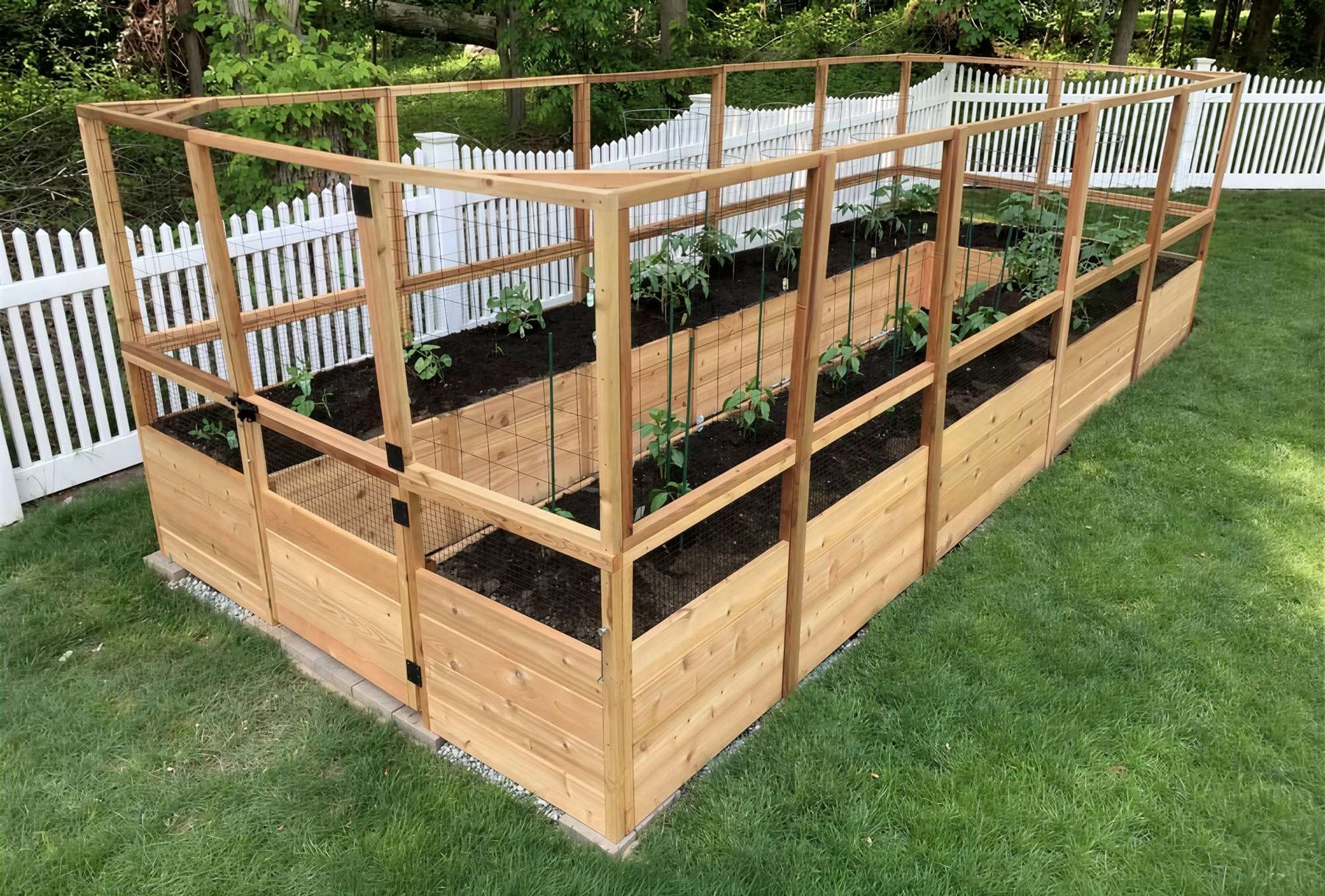 A large wooden enclosed garden structure shows young plants growing in neat rows, demonstrating what are raised garden beds in a backyard setting