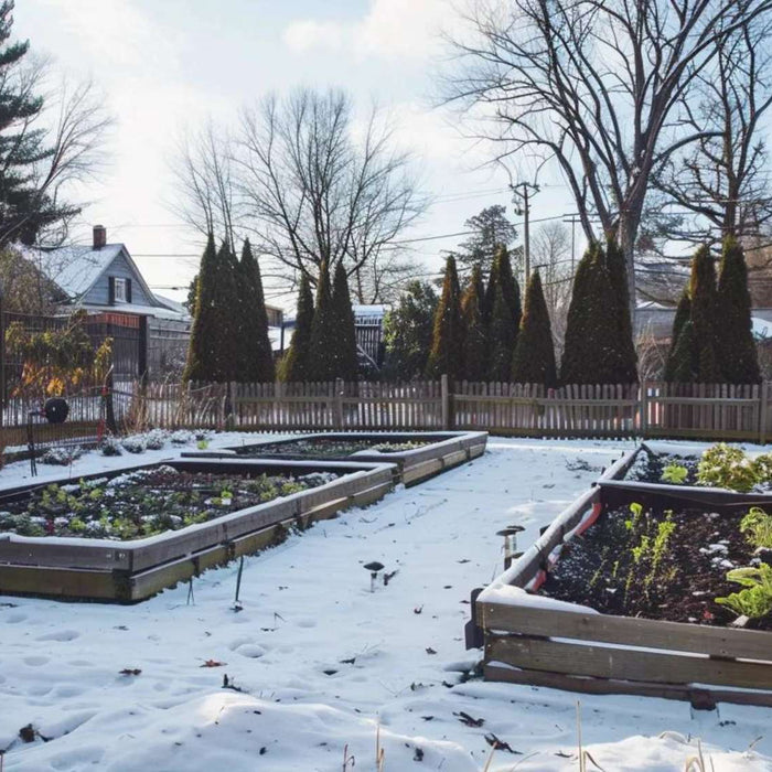 Snowy backyard with several raised garden beds showing winter crops and fall cleanup, illustrating how to winterize raised garden beds