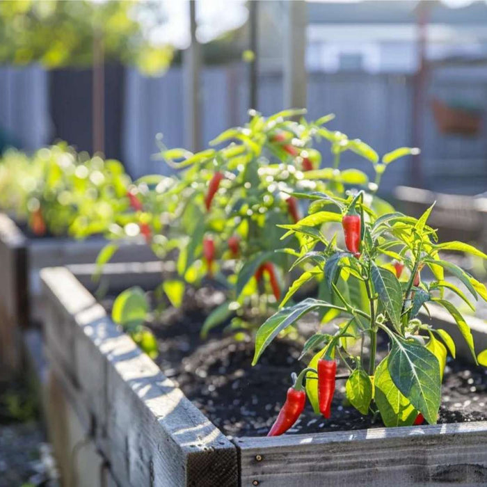 Sunny raised beds with red chili plants, ideal for anyone looking to grow peppers for profit