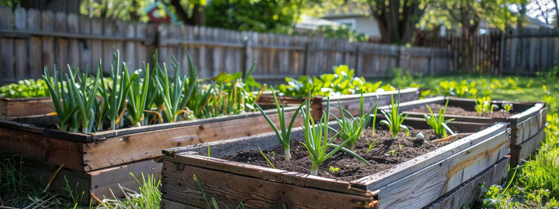 Wooden raised garden beds filled with young garlic plants in a sunny backyard, illustrating how to grow garlic for profit in raised beds
