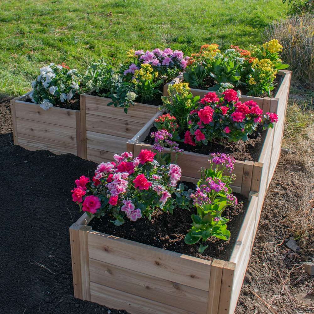 Close view of blooming flowers in a tiered bed focuses on the Outdoor Living Today 5.5×2 Tiered Cedar L-Shaped Raised Garden Bed in the middle