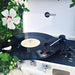 A close-up of a spinning vinyl record on Arkrocket Curiosity Suitcase Bluetooth Turntable (White) placed outdoors near vibrant white flowers