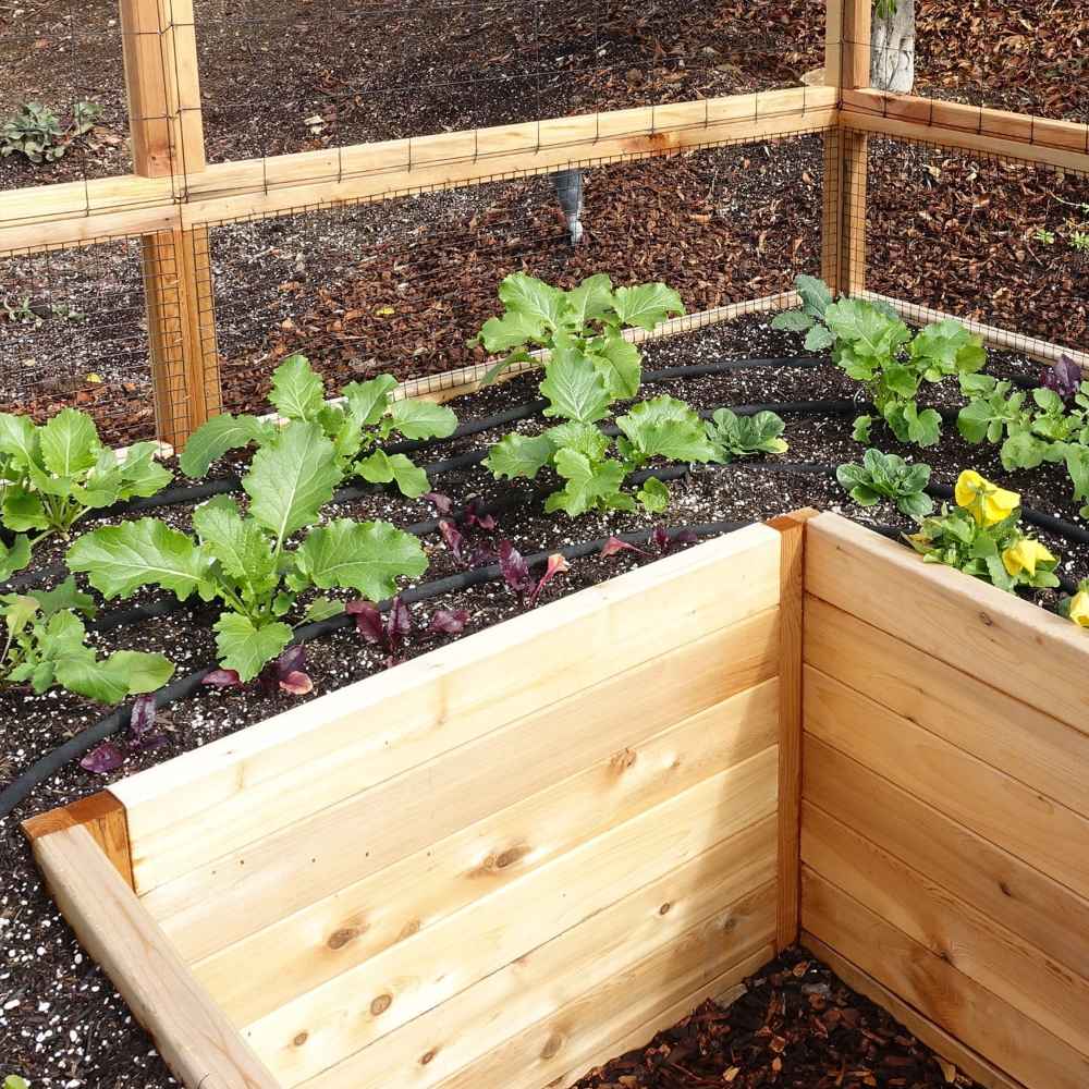 A close-up of the Outdoor Living Today 12×8 Raised Garden Bed shows leafy green plants thriving inside a cedar-framed raised bed with mesh fencing