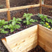 A close-up of the Outdoor Living Today 12×8 Raised Garden Bed shows leafy green plants thriving inside a cedar-framed raised bed with mesh fencing