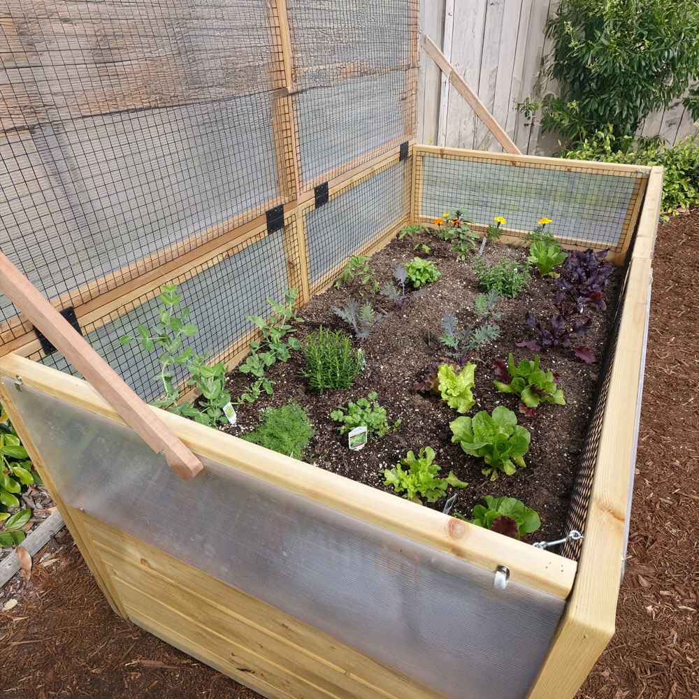 A garden box filled with leafy greens and herbs has its mesh lid propped open, showing an Outdoor Living Today 6×3 Raised Garden Bed in active use