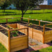 An Outdoor Living Today 8×12 Raised Garden Bed sits under a tree with young plants growing in its neatly organized, fenced-in wooden beds