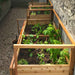 A row of thriving vegetables and herbs growing in wooden enclosures with mesh fencing shows an Outdoor Living Today 6×3 Raised Garden Bed set up along a gravel pathway