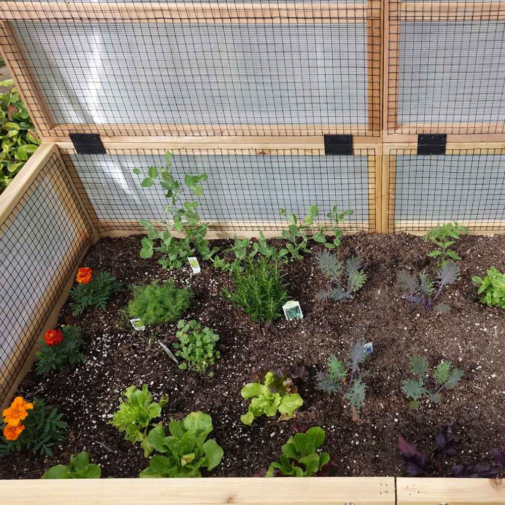 A top-down view reveals an Outdoor Living Today 6×3 Raised Garden Bed filled with a variety of leafy greens, herbs, and flowers growing inside its protective mesh walls
