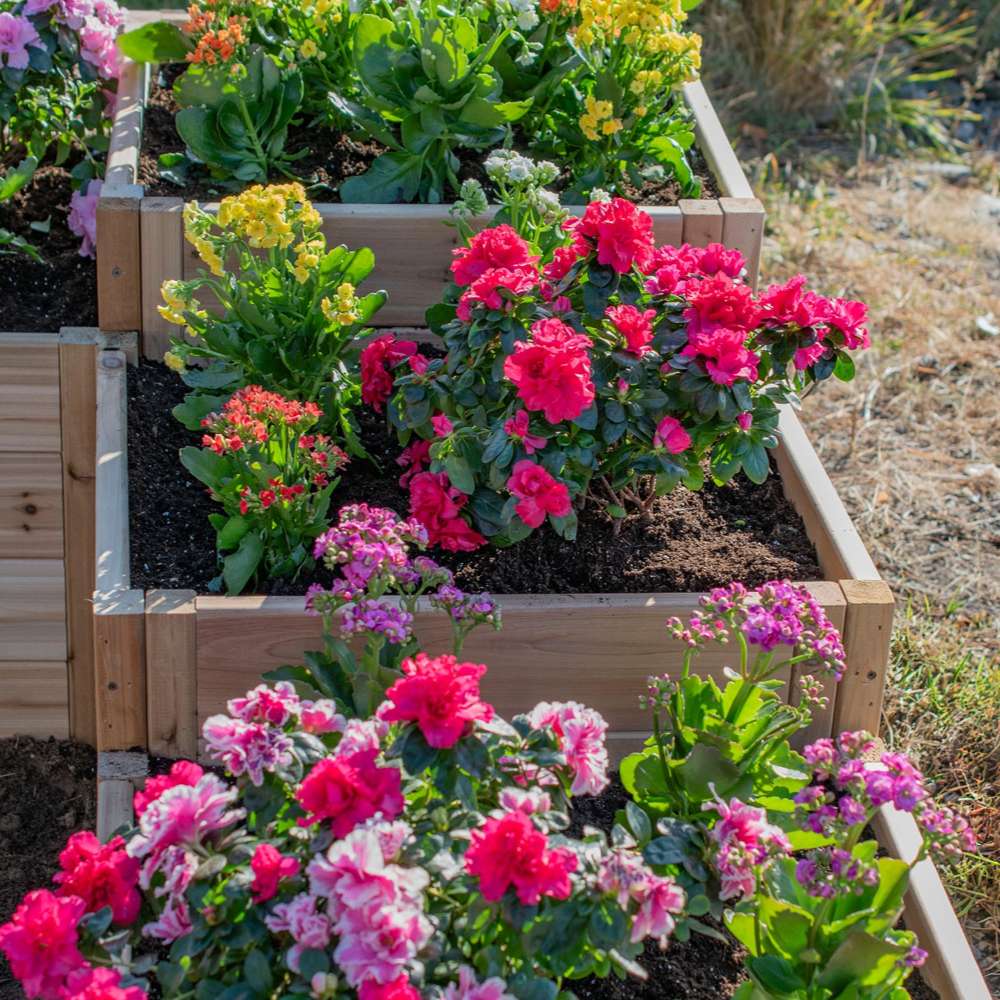 Bright flowers fill a tiered wooden planter, with the Outdoor Living Today 5.5×2 Tiered Cedar L-Shaped Raised Garden Bed at the center