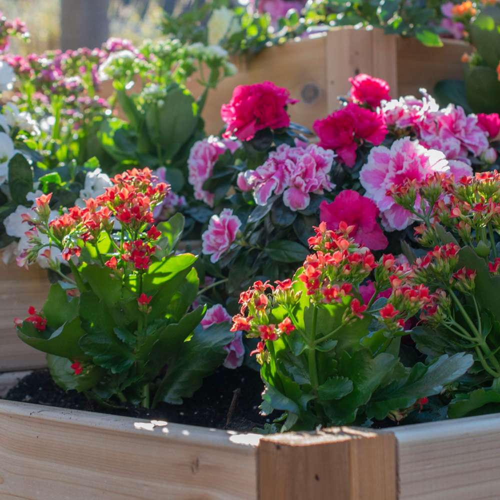 Close-up of blooming flowers highlighting the Outdoor Living Today 3.5×4 Tiered Cedar Corner Raised Garden Bed in the middle