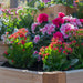Close-up of blooming flowers highlighting the Outdoor Living Today 3.5×4 Tiered Cedar Corner Raised Garden Bed in the middle