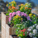 Close-up of vibrant flowers in a tiered planter highlights the Outdoor Living Today 5.5×2 Tiered Cedar L-Shaped Raised Garden Bed at the center