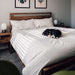Crate & Barrel Linea Natural Teak Wood Bed with white bedding, wood nightstands, wall art, and a small black and white dog resting on top