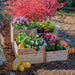 Flower-filled corner garden with pumpkins highlighting the Outdoor Living Today 3.5×4 Tiered Cedar Corner Raised Garden Bed in the middle