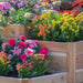 Garden with rocks and greenery showcasing the Outdoor Living Today 3.5×4 Tiered Cedar Corner Raised Garden Bed at the center