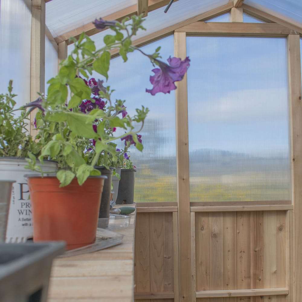 Inside view of plants on a shelf shows the Outdoor Living Today Western Red Cedar Greenhouse Kit with bright, natural light panels