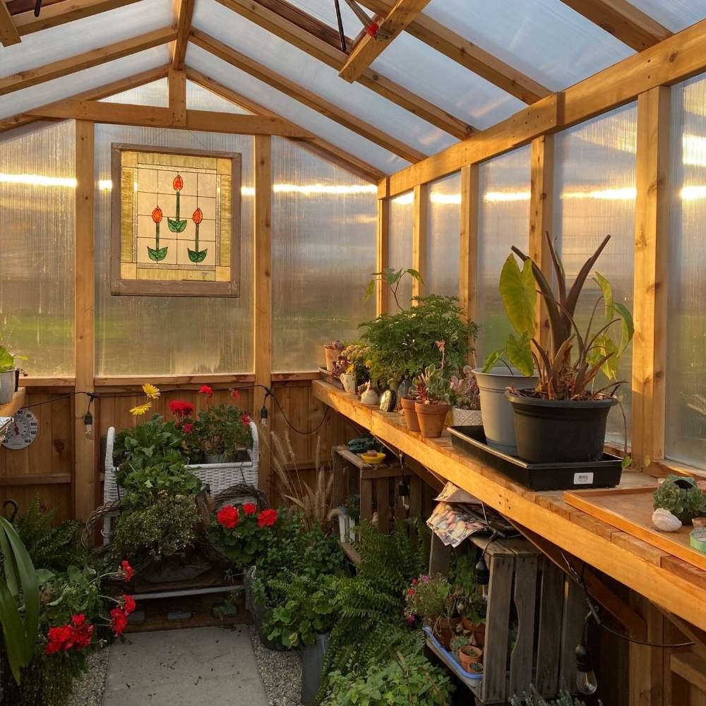 Interior view with shelves of potted plants and warm sunlight highlights the 8x12 Outdoor Living Today Western Red Cedar Greenhouse Kit