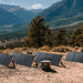 Jackery SolarSaga 200W Solar Panel charging a portable power station outdoors, surrounded by multiple solar panels with mountains in the background
