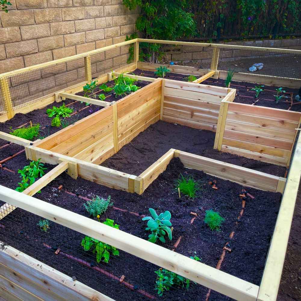 Outdoor Living Today 12×8 Raised Garden Bed showcases young plants and rich soil arranged in tidy sections surrounded by cedar panels