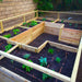Outdoor Living Today 12×8 Raised Garden Bed showcases young plants and rich soil arranged in tidy sections surrounded by cedar panels