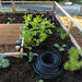 Outdoor Living Today Raised Garden Bed Auto-Watering System watering plants in a raised garden bed