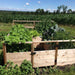 Outdoor Living Today 8×8 Raised Garden Bed is flourishing with green vegetables and plants in the middle of a cornfield