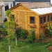 Surrounded by lush plants and sunflowers, the Outdoor Living Today 12×12 Sunshed Garden Shed stands with a sunny yellow-brown wood finish and clear roof panels