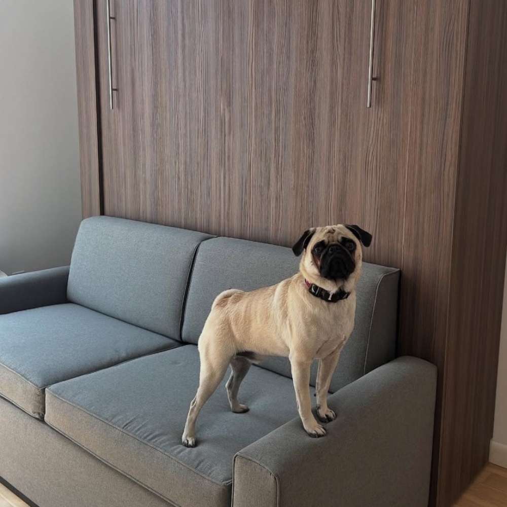 Modern Walnut Inovabed Wall Bed with Sofa closed in a photographed room, with a pug standing on the light gray sofa cushions in front of the cabinet