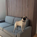 Modern Walnut Inovabed Wall Bed with Sofa closed in a photographed room, with a pug standing on the light gray sofa cushions in front of the cabinet
